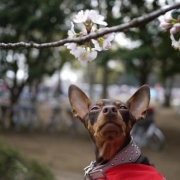 花より団子