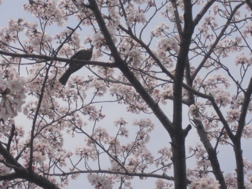 満開の桜と鳥の画像（1枚目）