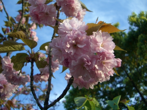 八重桜の画像（1枚目）