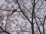 満開の桜と鳥