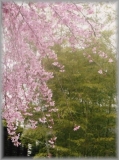 「しだれ桜と美しい緑」の画像（1枚目）