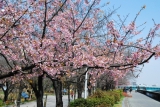 墨田公園と桜橋今年３月のさくら