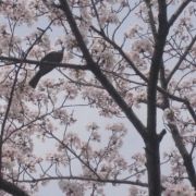 満開の桜と鳥