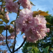 八重桜