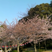 今年は行くのが少し遅くて