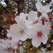 今年は寒かったから