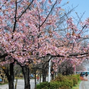 墨田公園と桜橋今年３月のさくら