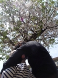 桜の相合傘