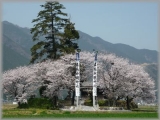 桜の祭り。