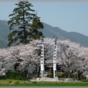 桜の祭り。