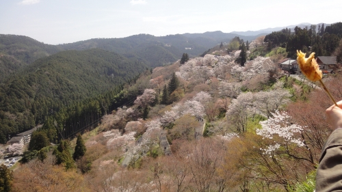 桜の山の画像（1枚目）