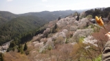 「桜の山」の画像（1枚目）