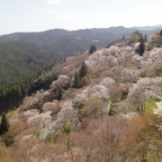 桜の山