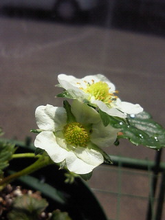 お水を受けたイチゴの花の画像（1枚目）