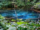 「北海道の隠れた湖　「神の子池」」の画像