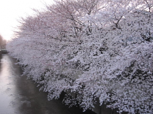 石神井川沿いの桜の画像（1枚目）