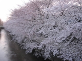 「石神井川沿いの桜」の画像（1枚目）