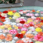 「花の泉」【クリンスイ】～水のある風景～　写真テーマ「花と水」の投稿画像