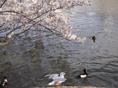 岸辺の桜の画像（1枚目）
