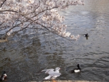 岸辺の桜