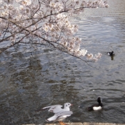 岸辺の桜