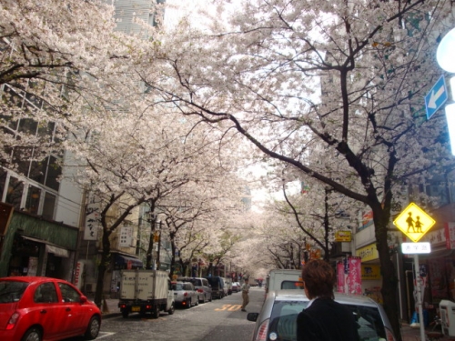 東京駅前の桜並木の画像（1枚目）