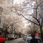 東京駅前の桜並木