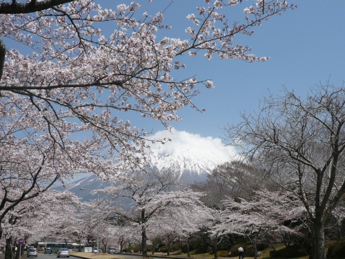 静岡にて富士山とコラボ！の画像（1枚目）