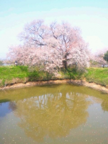 一本桜の画像（1枚目）