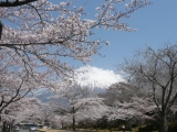 静岡にて富士山とコラボ！