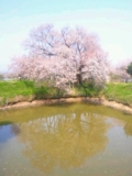 「一本桜」の画像（1枚目）
