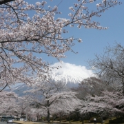 「静岡にて富士山とコラボ！」『薬用スキニュー』モニター10名募集！あなたのお花見写真で笑顔をひろめよう♪の投稿画像