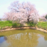 「一本桜」『薬用スキニュー』モニター10名募集！あなたのお花見写真で笑顔をひろめよう♪の投稿画像