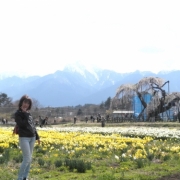 「復活した桜　がんばれ！」『薬用スキニュー』モニター10名募集！あなたのお花見写真で笑顔をひろめよう♪の投稿画像