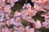 「河津桜」の画像（1枚目）