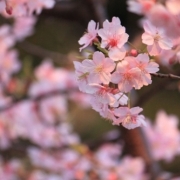 「河津桜」『薬用スキニュー』モニター10名募集！あなたのお花見写真で笑顔をひろめよう♪の投稿画像