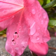 めぐみの雨