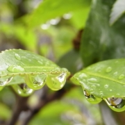 葉の雨のしずく達