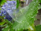 雨上がりの紫陽花とクモの巣