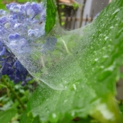 「雨上がりの紫陽花とクモの巣」【クリンスイ】～水のある風景～　写真テーマ「雨」の投稿画像