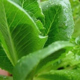 「ベランダの野菜」の画像（1枚目）