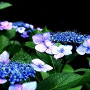 「紫陽花」【クリンスイ】～水のある風景～　写真テーマ「雨」の投稿画像