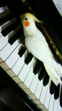 ピアノ大好きなチャッピーくんです！の画像（1枚目）
