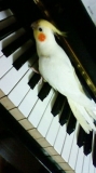 「ピアノ大好きなチャッピーくんです！」の画像（1枚目）