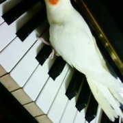 「ピアノ大好きなチャッピーくんです！」小鳥の飼主さん募集！小鳥の写真投稿とアンケートに答えた方から500円図書カード♪の投稿画像