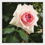 「＊ROSE＊」の画像