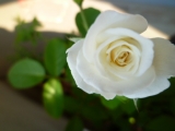 「私の薔薇」の画像