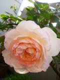 「私の薔薇」の画像