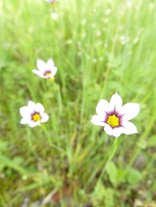 ☆シンプルなお花の画像（1枚目）