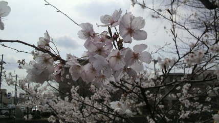 早咲きの桜の画像（1枚目）